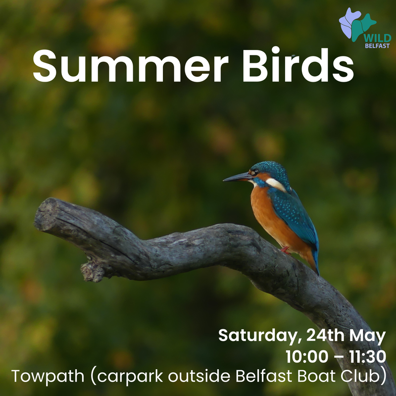 Summer birds with Dakota Reid