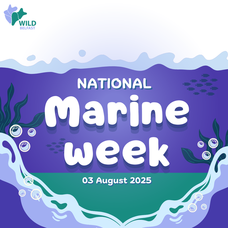 Lagan: Above and Below the Water