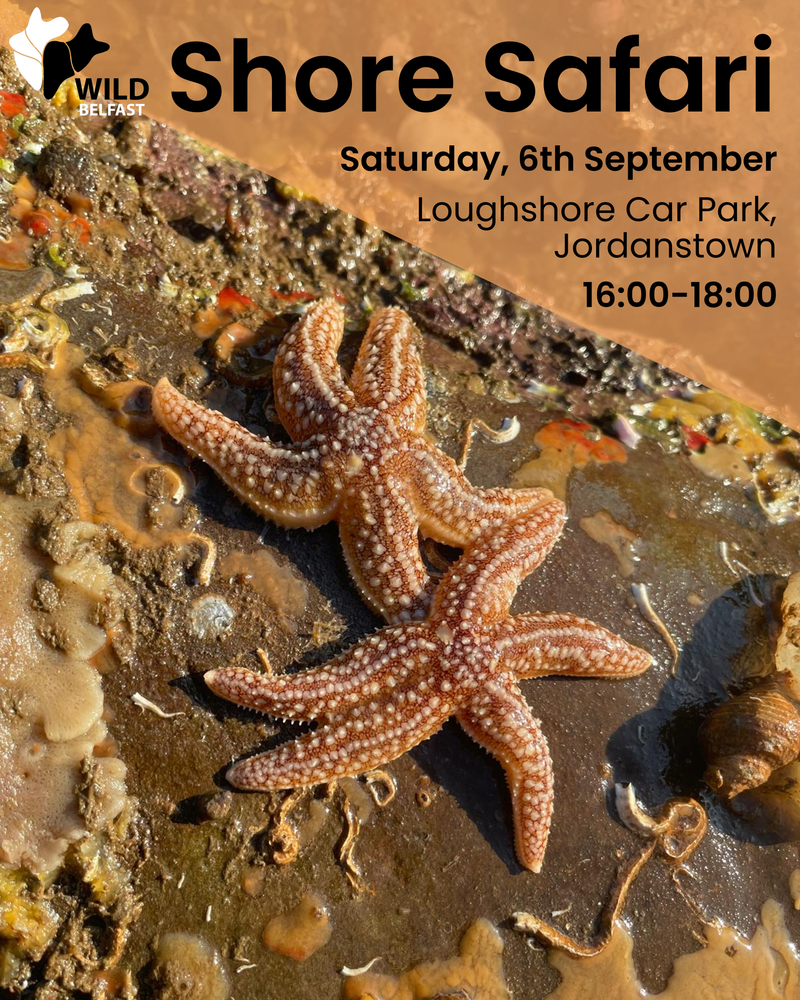 Shore Safari