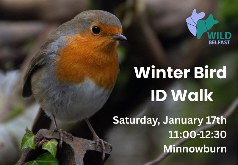 Winter Bird ID Walk