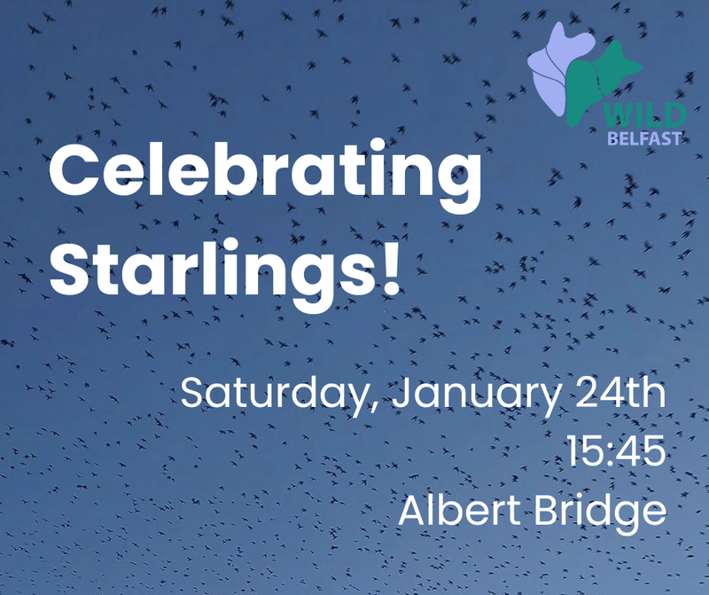 Celebrating Starlings
