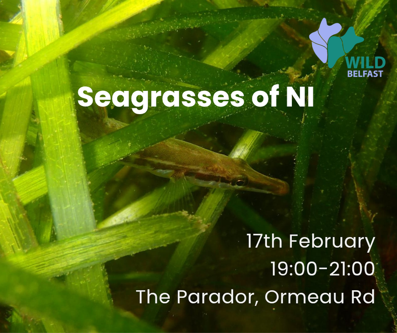 Seagrasses of NI