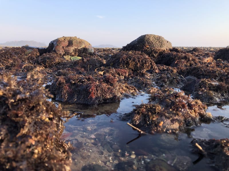 City Nature Challenge - Rockpooling