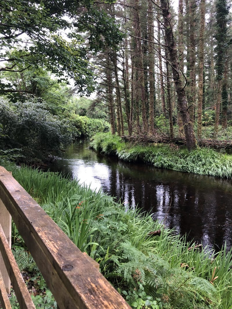 City Nature Challenge - Stranmillis University