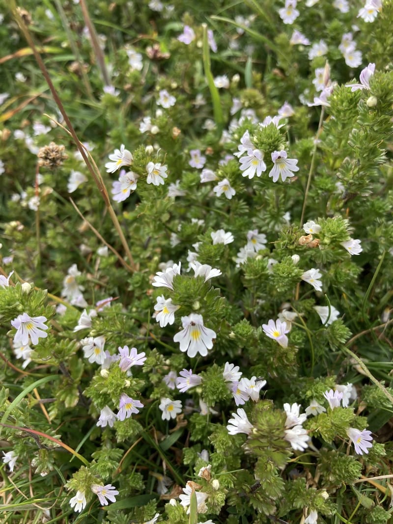 City Nature Challenge - Castlereagh