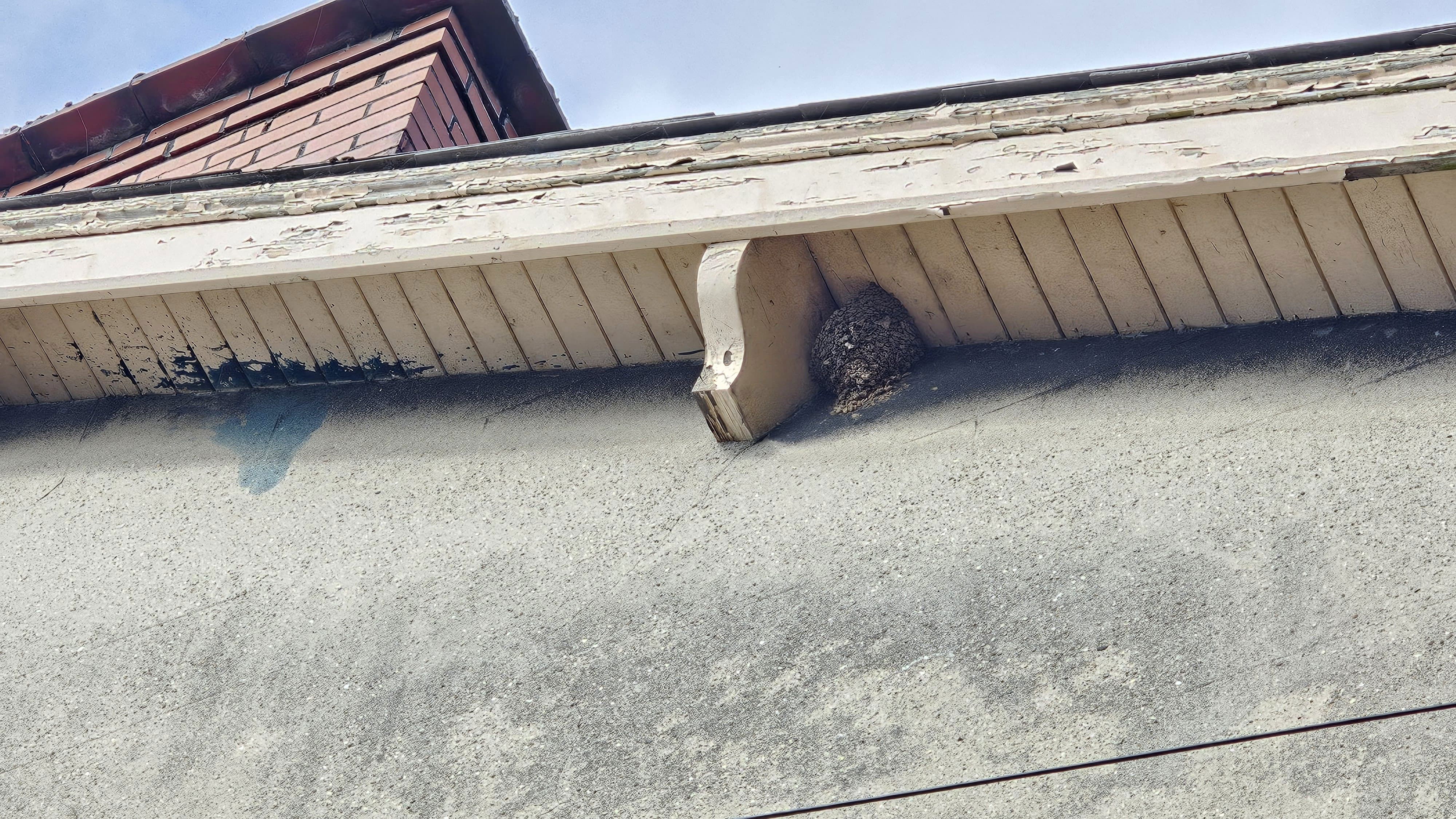 House Martin natural mud nest on wooden eaves photographed near the Waterworks