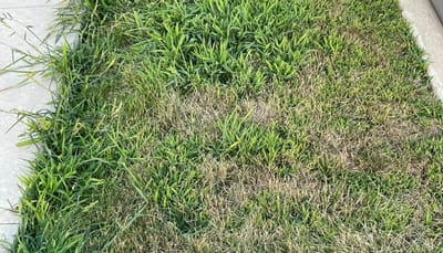 What is a pre-emergent application?