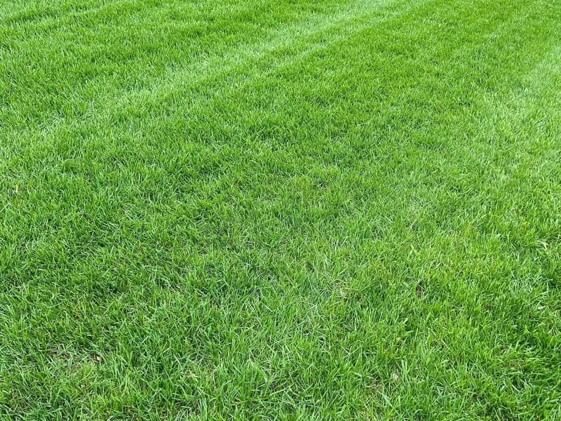 Fertilization and Weed Control Programs