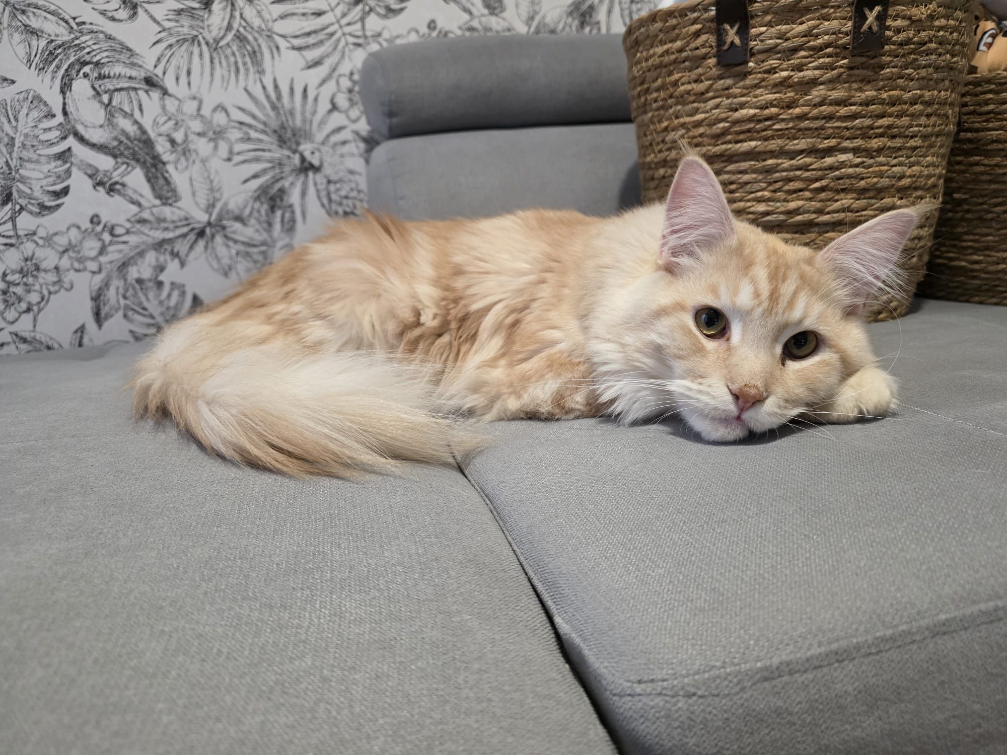 Ay Caramba of The Wild Night