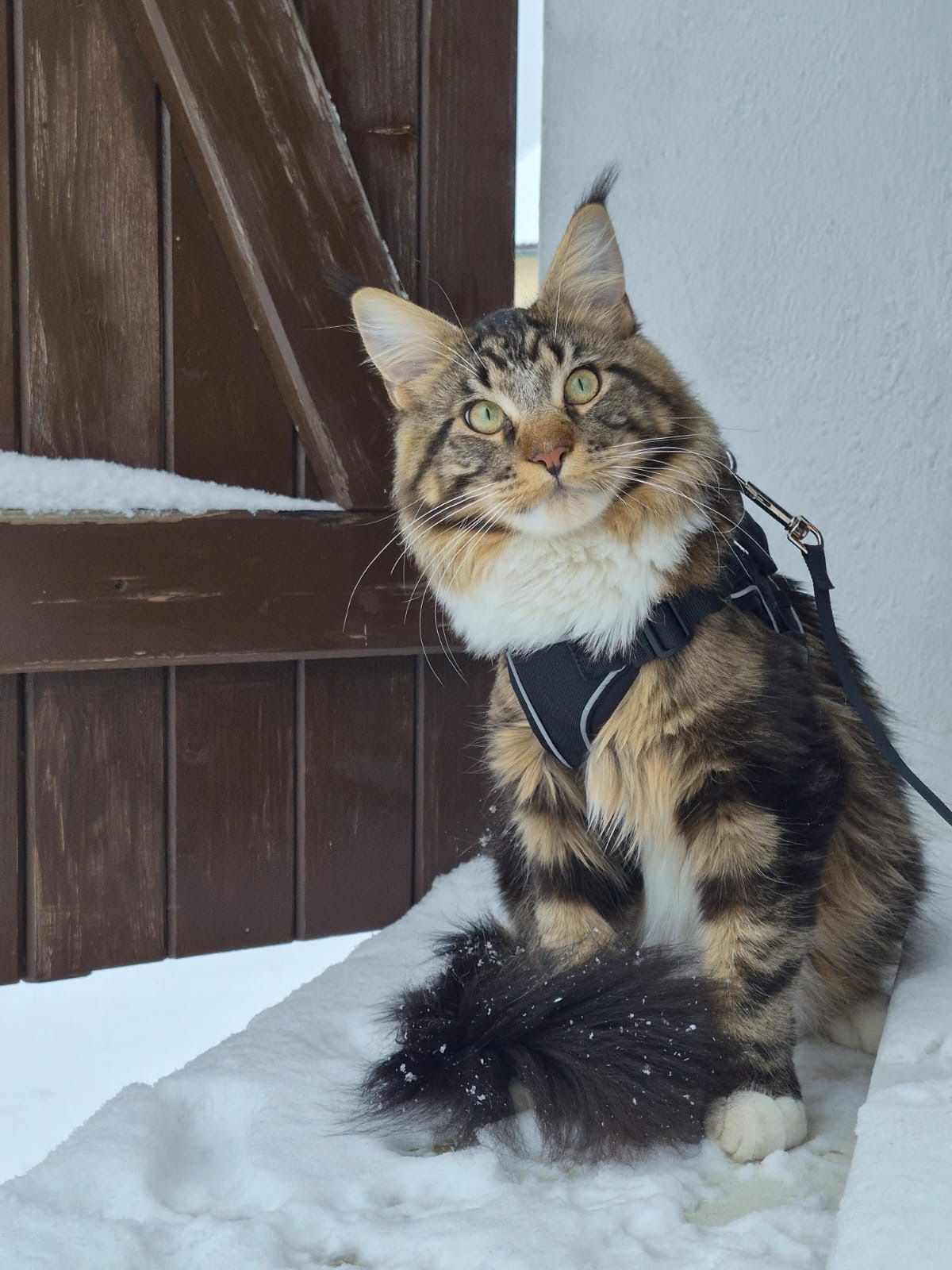 A Kind of Magic of The Wild Night