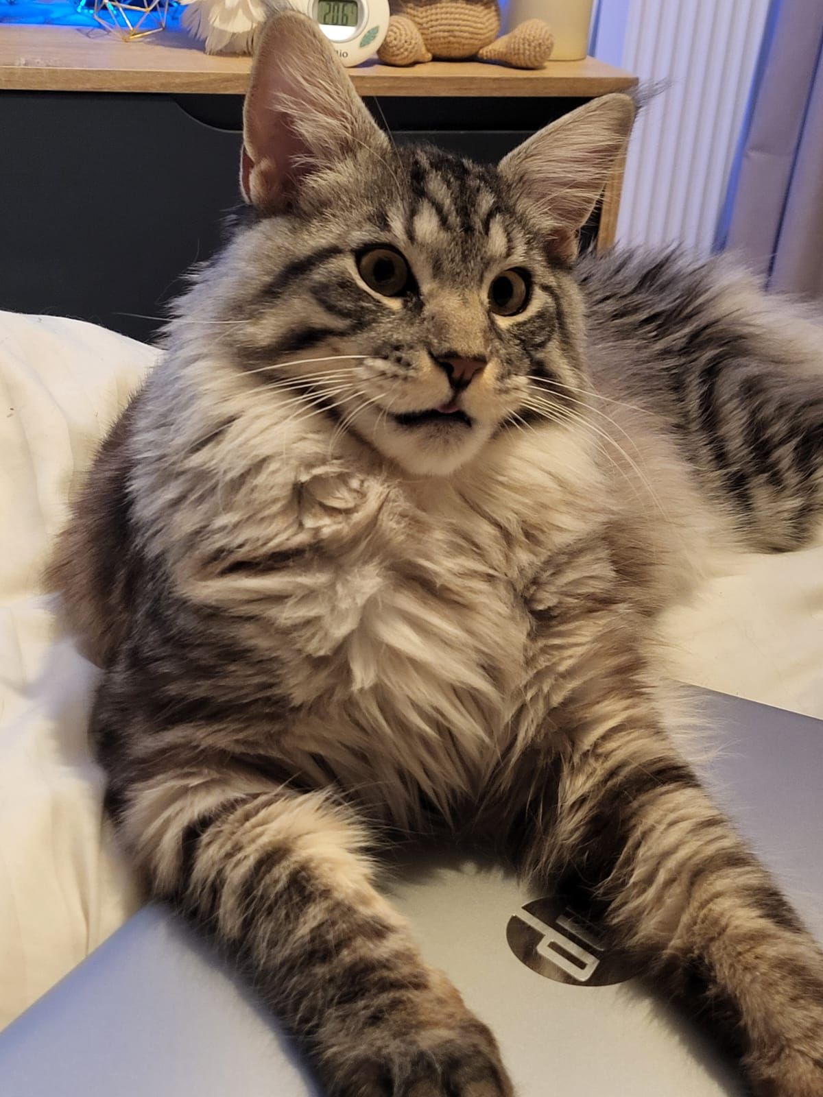 American Gangster of The Wild Night