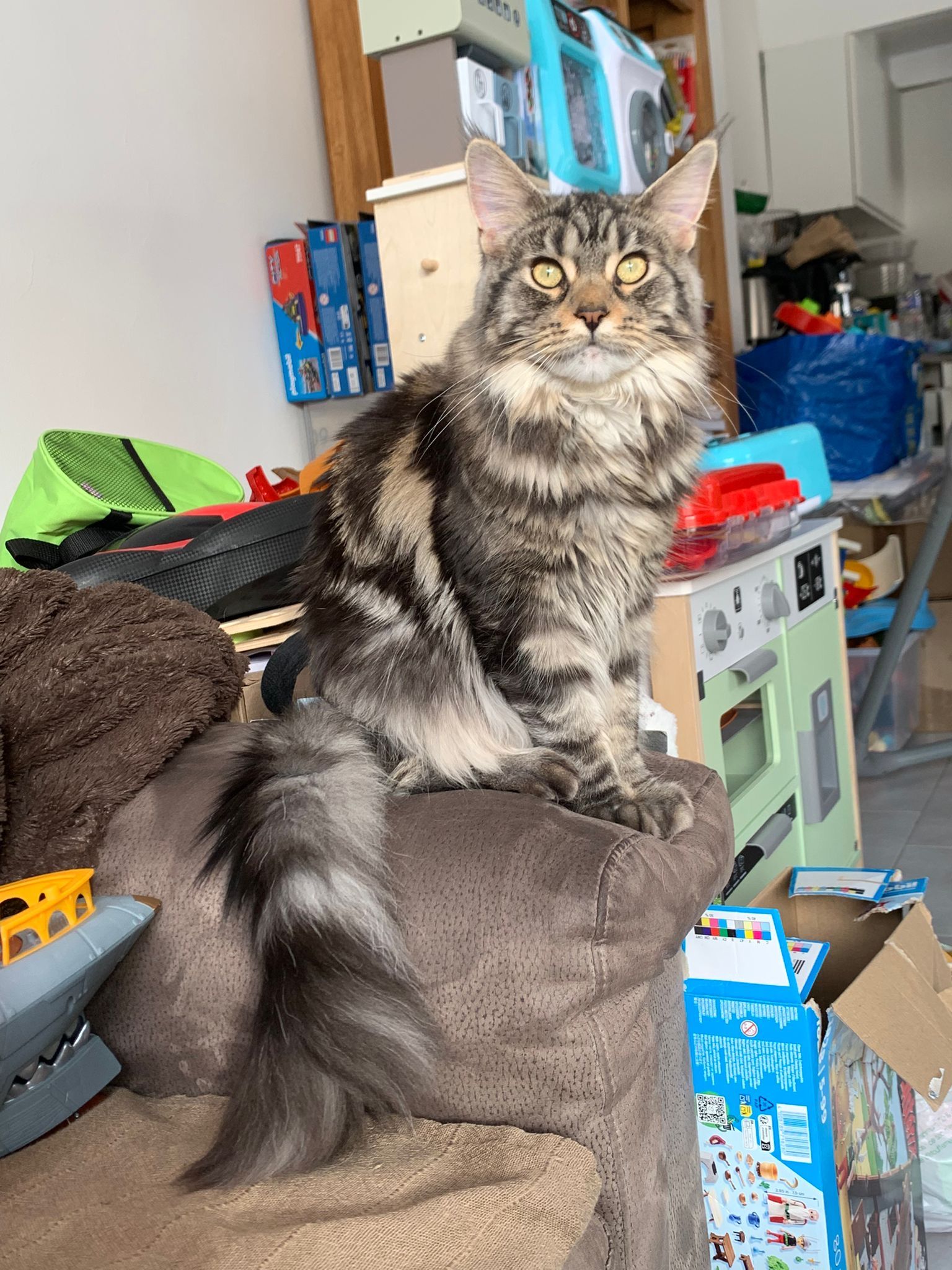 A Little Pep’A of The Wild Night - Copier