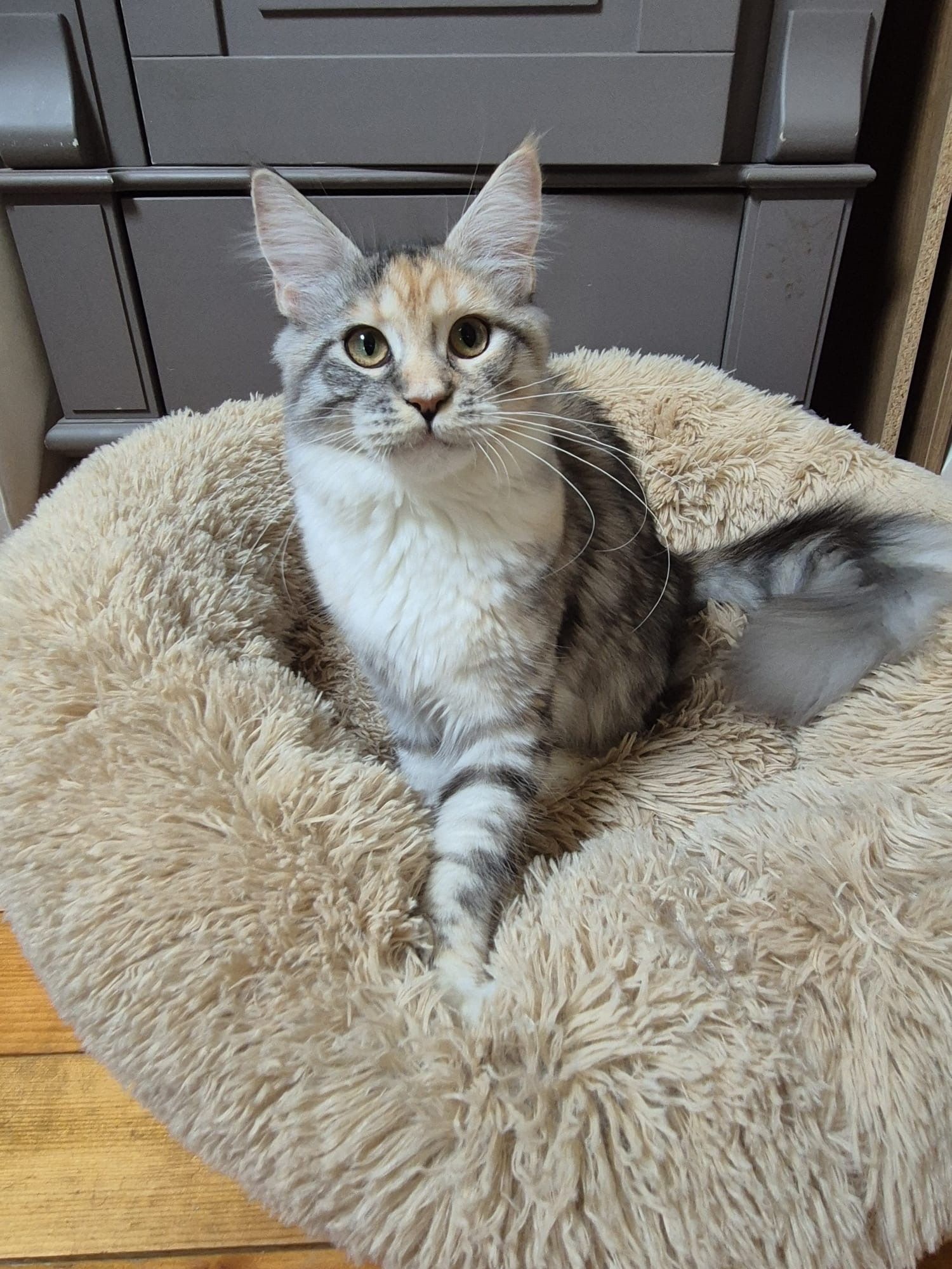 Apocalyspe Now of The Wild Night