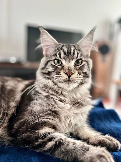 Winter of The Moonlight of The Wild Night