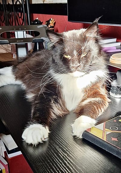 Umbrageous Mind of The Wild Night