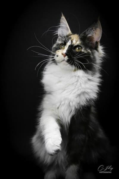 Unbelivable Beauty of The Wild Night