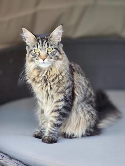 Urban Legend of The Wild Night