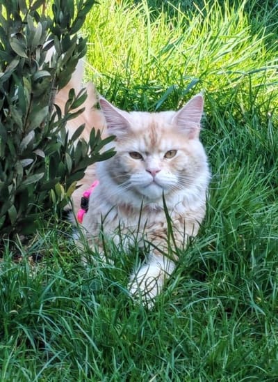 United Utah of The Wild Night