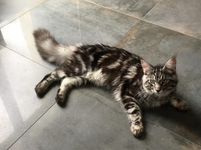 Van Houten of The Wild Night