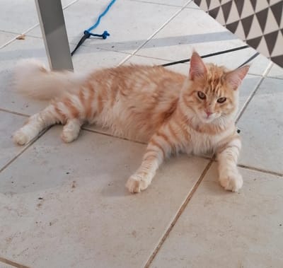 Van Morrison of The Wild Night