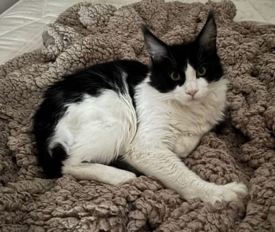 Wind of Change of The Wild Night