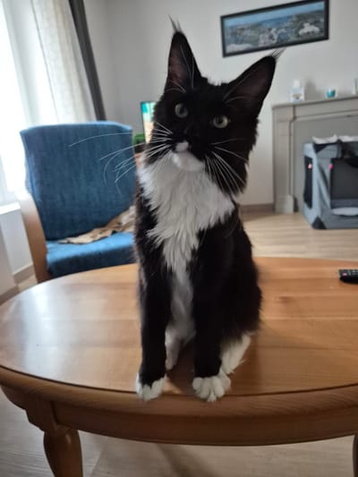 Ze Bounty of The Wild Night