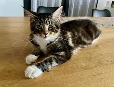 American Dream of The Wild Night