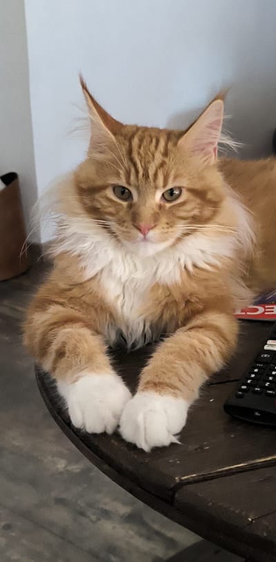 Autumn Wind of The Wild Night