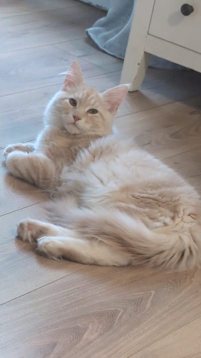 Ay Caramba of The Wild Night