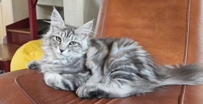 Agatha Christie of The Wild Night