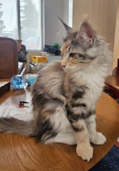 A Star is Born of The Wild Night