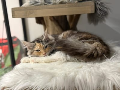 Amor Amor of The Wild Night - Copier