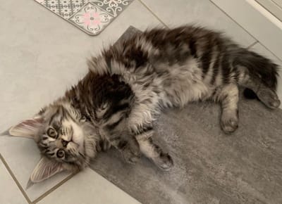 A Little Pep’A of The Wild Night