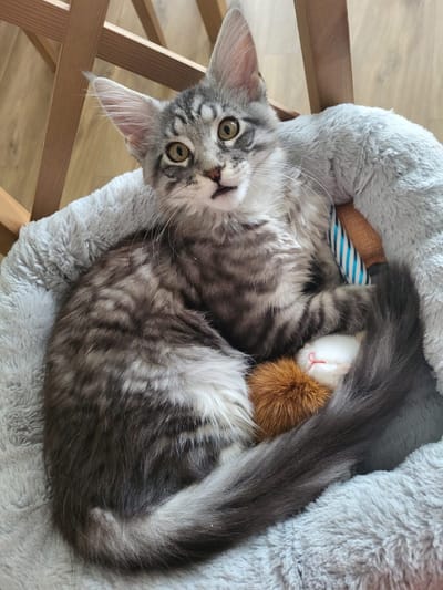 American Gangster of The Wild Night