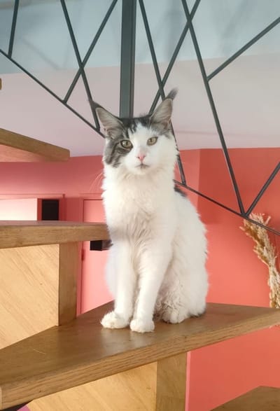 Vanilla Sky of The Wild Night