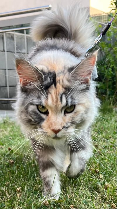 Ushuaïa’s Umbrella of The Wild Night