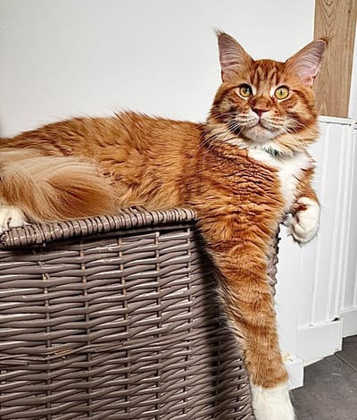 Unusual Rookie of The Wild Night