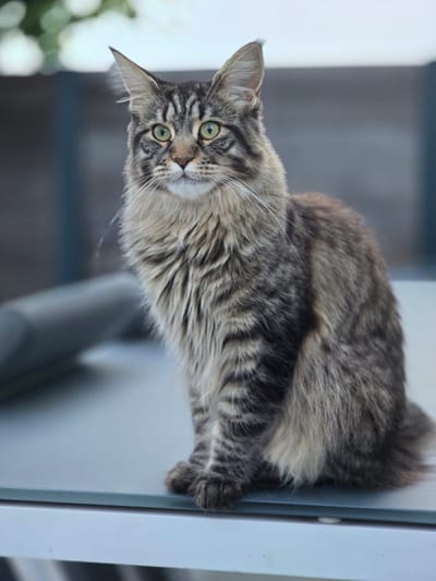 Urban Legend of The Wild Night