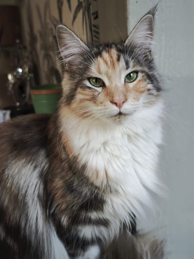 A Star is Born of The Wild Night