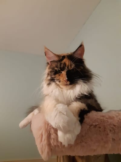 Unbelivable Beauty of The Wild Night