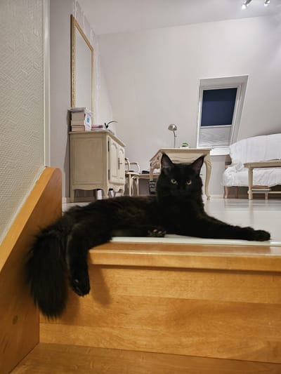 All Night Long of The Wild Night