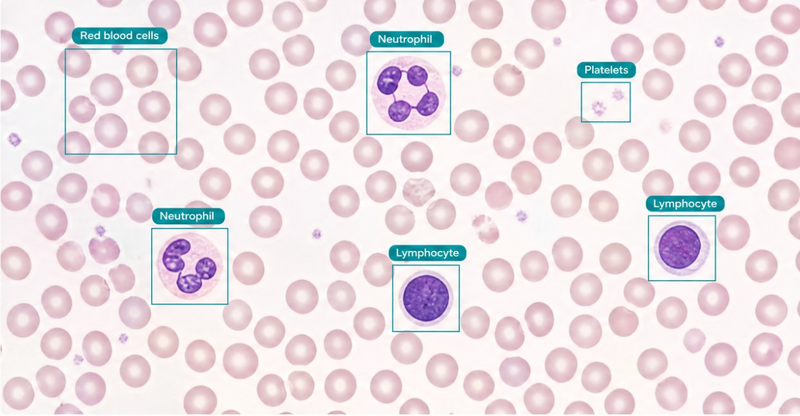 Pathology & Histology