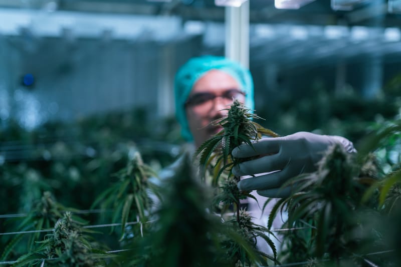 SEO marketing for cannabis