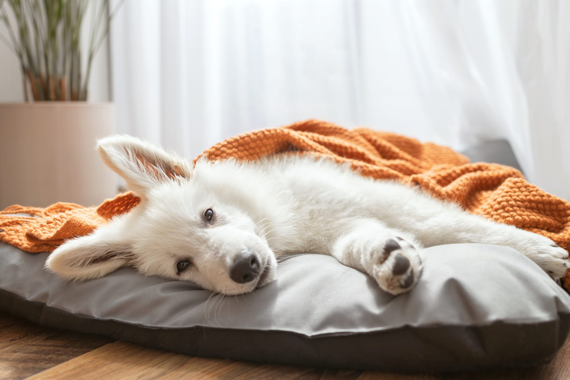 Annulering Beraadslagingen Havelte 7 en 8 april