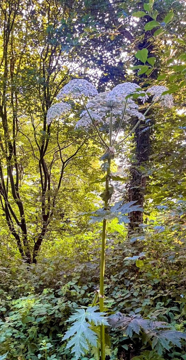 Over reuzen gesproken....