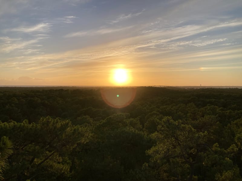 Découverte de la forêt