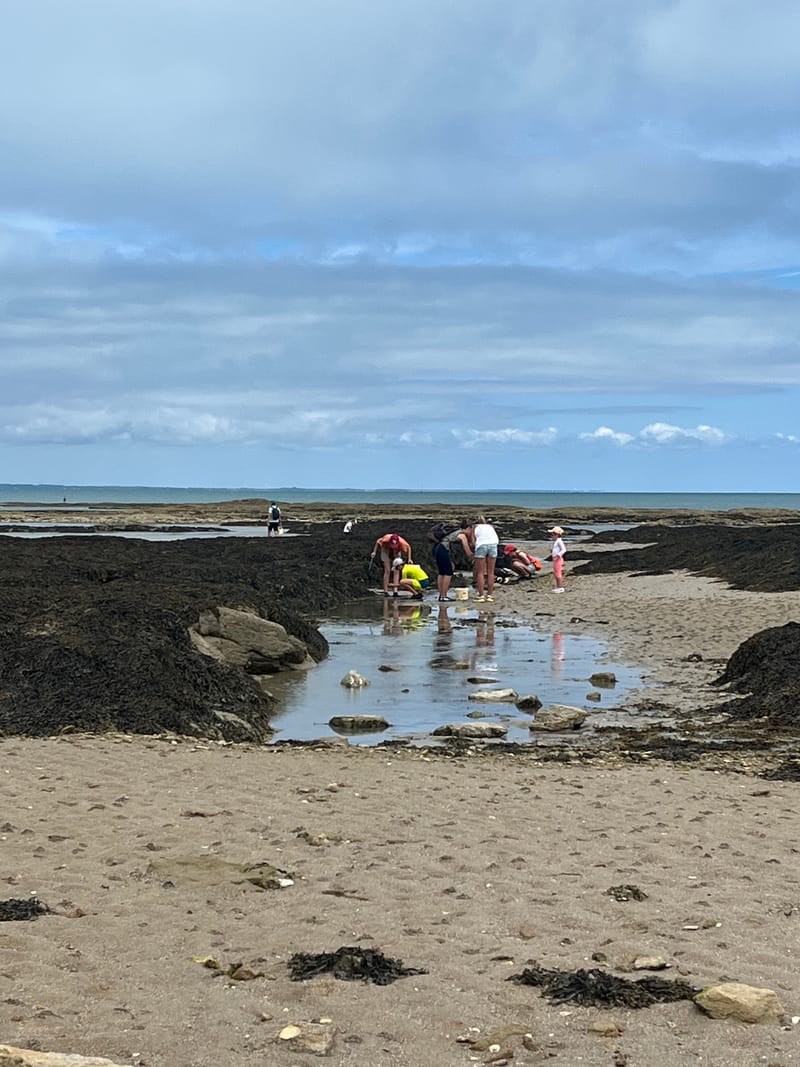 Découverte de l'estran rocheux
