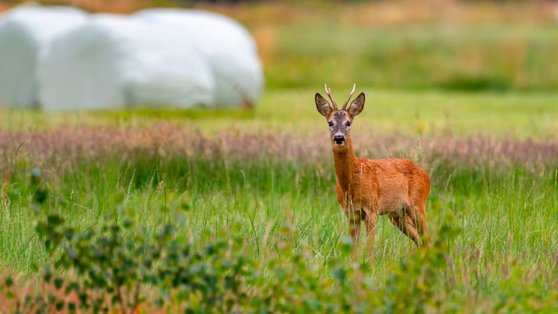 Rätt hantering av djuret efter skottet