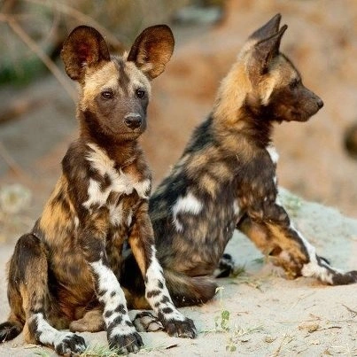 African Wild Dog Conservation Project