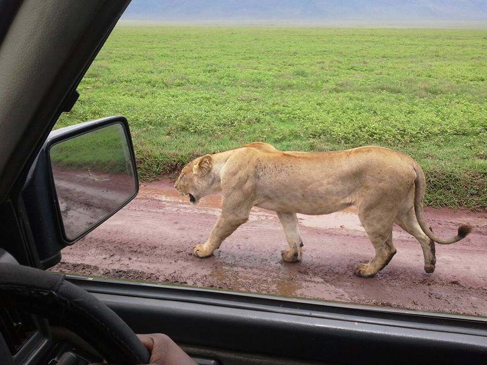 2 Day safari - Tarangire and Ngorongoro crater